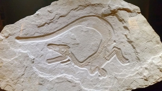 Fossilien Altmühltal Bürgermeister-Müller-Museum Solnhofen